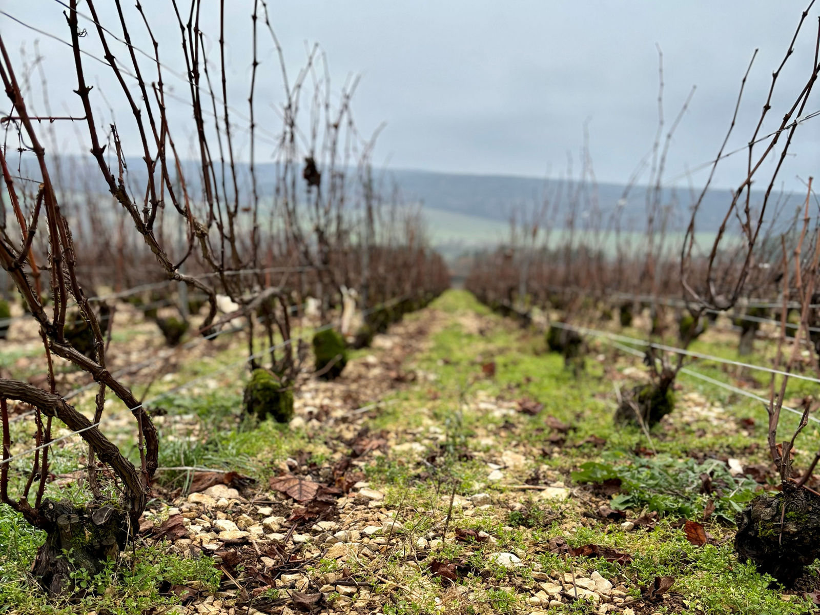 Champagne Jacques Lassaigne