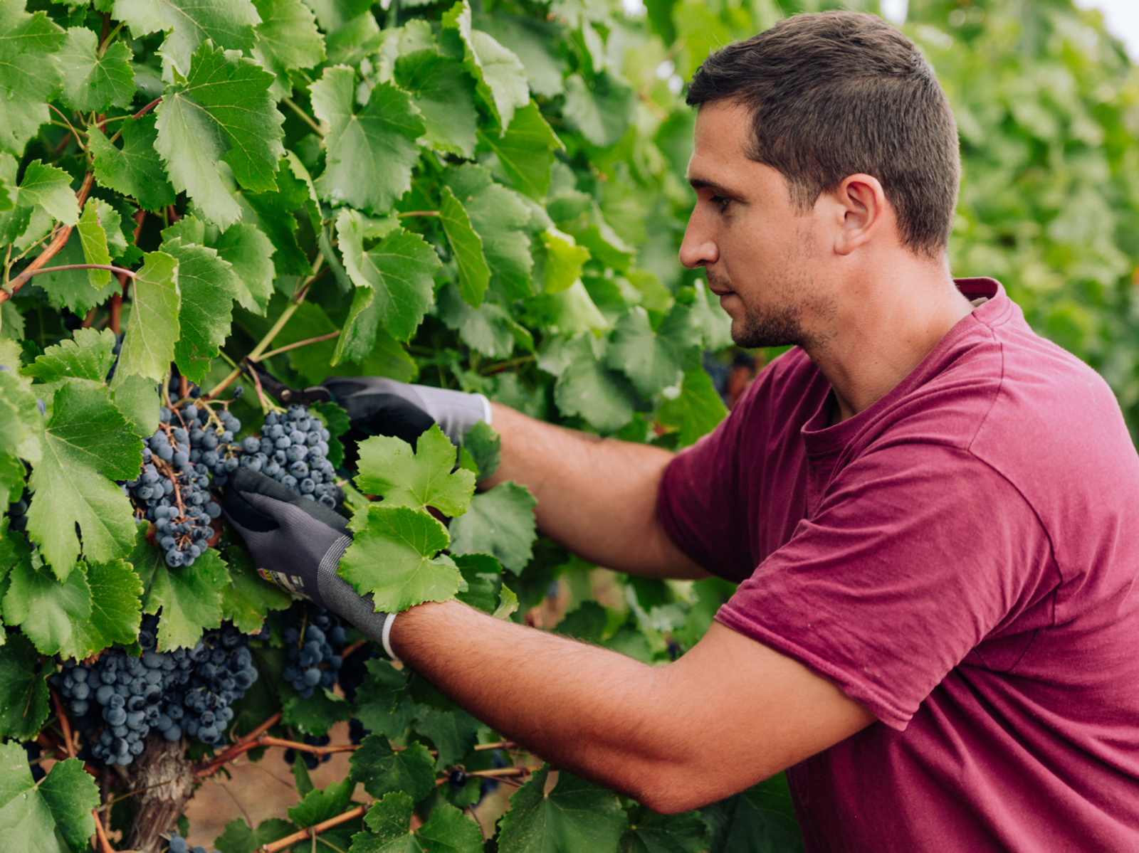 Azienda Agricola Valentini