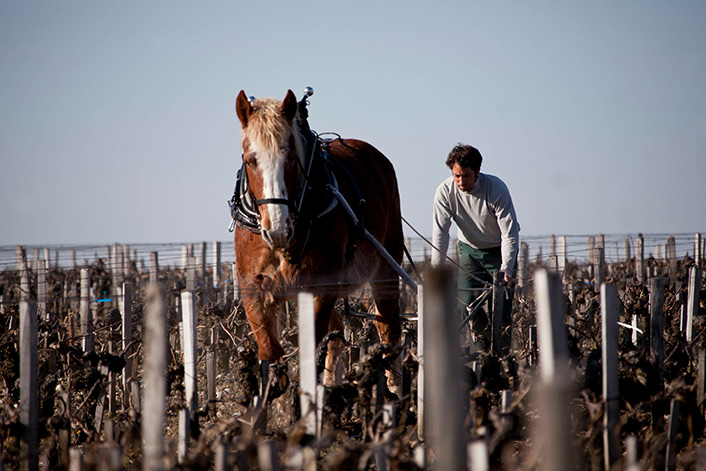 Winery Image