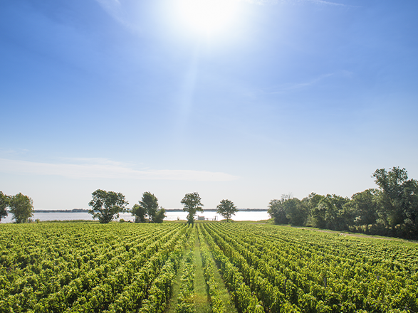 Chateau Lynch Bages