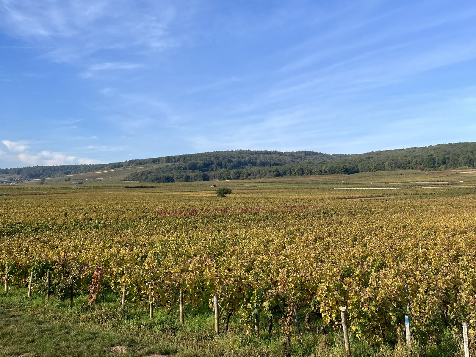 Domaine Antoine Jobard