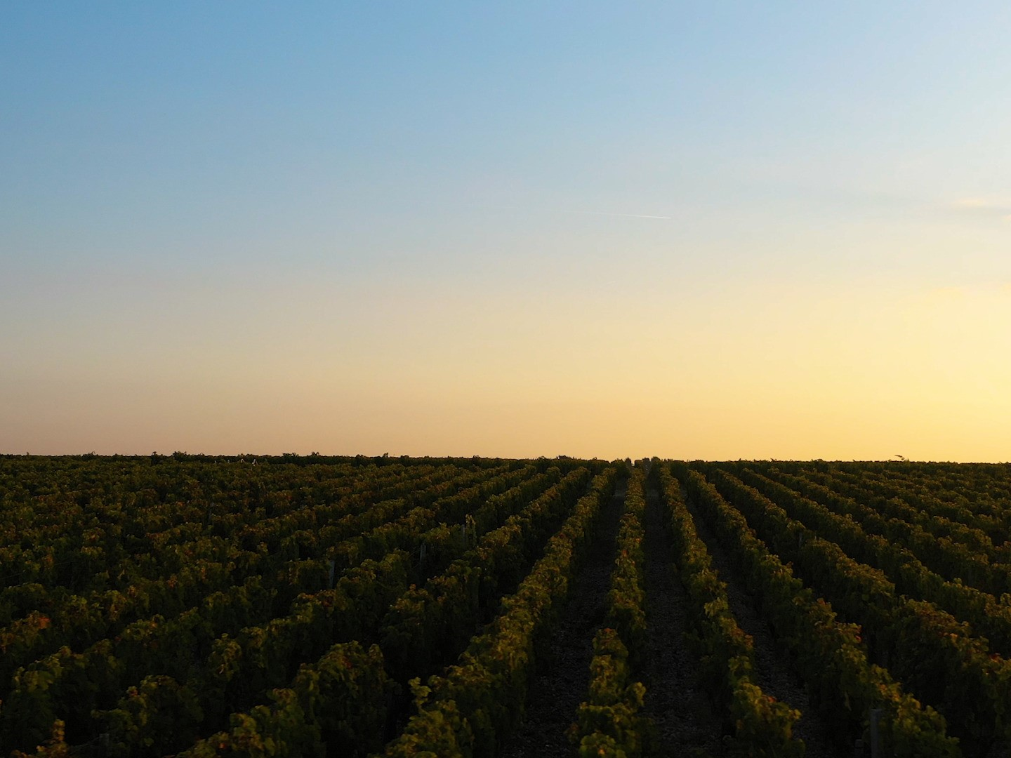 Domaine du Mas Blanc - Dr. Parcé et Fils