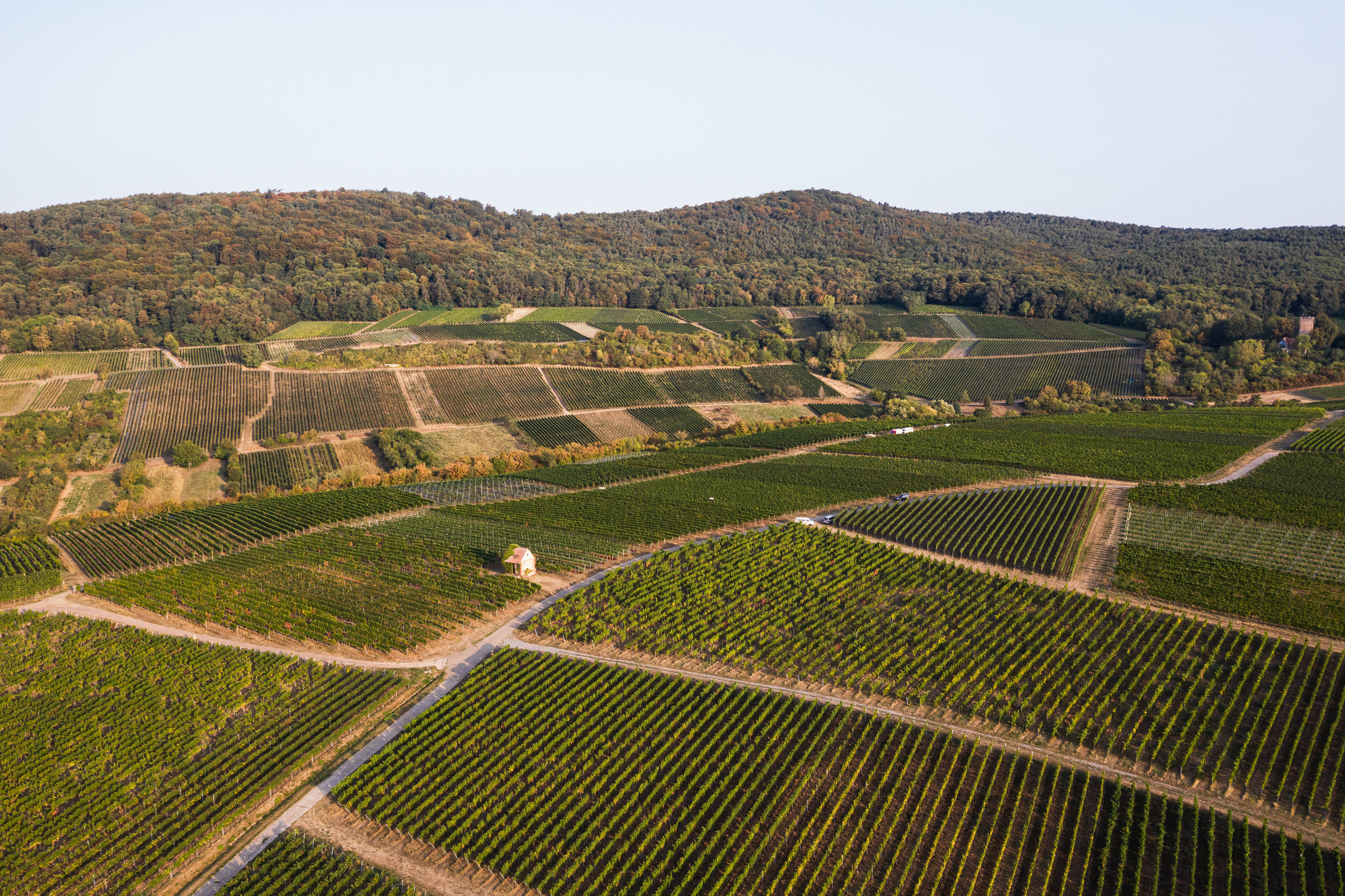 Weingut Jülg